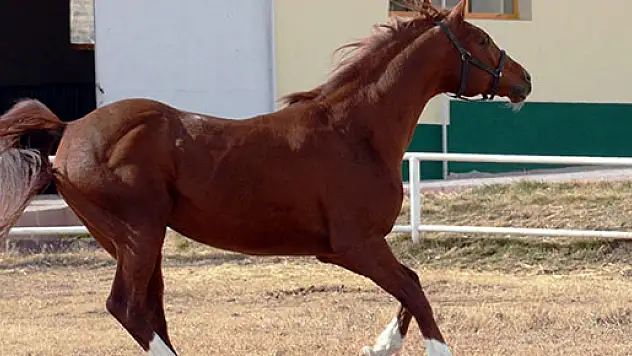Bu da altın yumurtlayan at