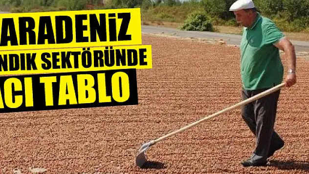KARADENİZ FINDIK SEKTÖRÜNDE ACI TABLO