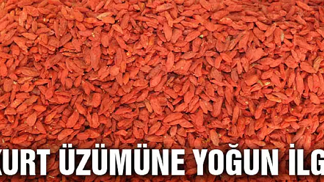 KURT ÜZÜMÜNE YOĞUN İLGİ