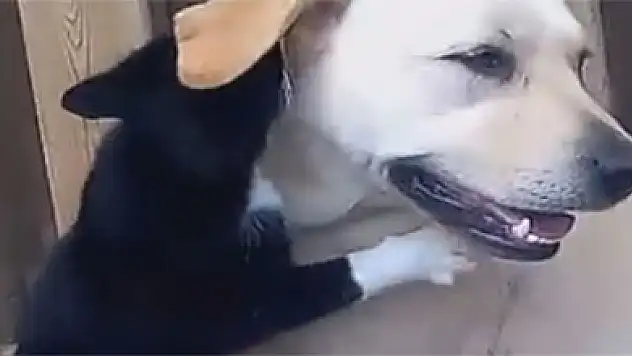 Kedi ve köpeğin şaşırtan dostluğu