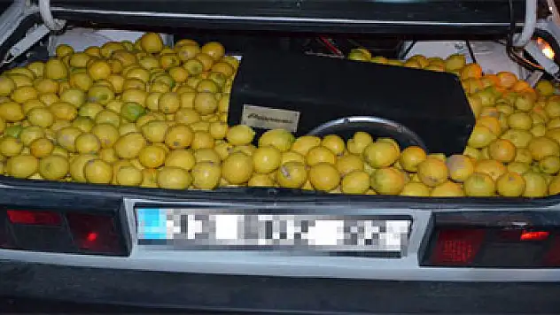 Fiyatı fırlayan limona hırsızlar dadandı