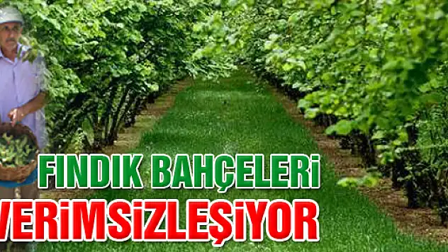 'Fındık Bahçeleri Verimsizleşiyor'