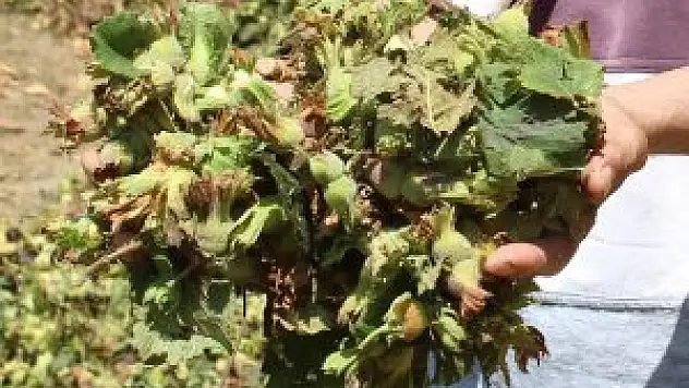 FINDIK İSTİKRAR ARIYOR