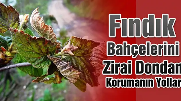 Fındık Bahçelerini Zirai Dondan Korumanın Yolları