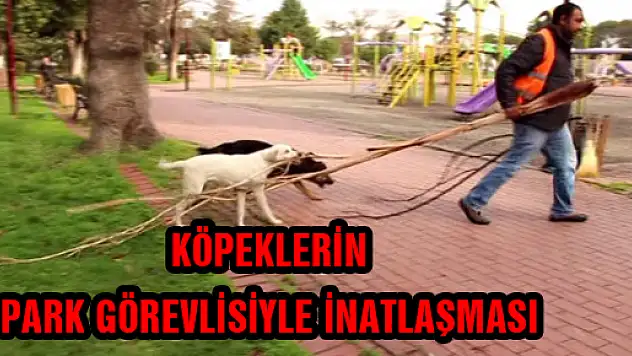 KÖPEKLERİN PARK GÖREVLİSİYLE İNATLAŞMASI