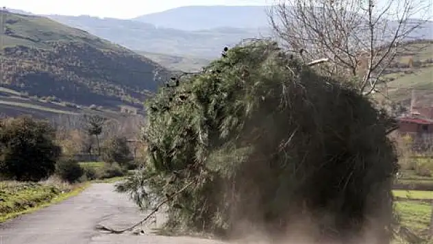 Sürücü Hatası çamlarla yolu kapattı