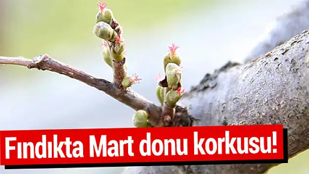 MART KAPIDAN BAKTIRDI, FINDIK ÜRETİCİSİNİ KORKUTTU