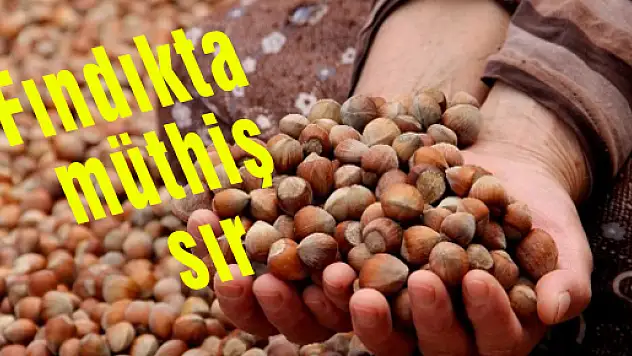 Fındıkta müthiş sır