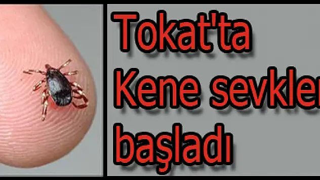 Tokat'ta Kene sevkleri başladı