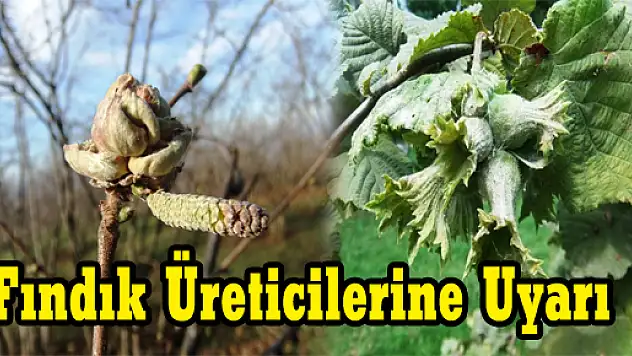 Fındık Üreticilerine Uyarı