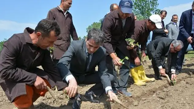  BAFRA AÇIK CEZA VE İNFAZ KURUMU SEBZE ÜRETECEK