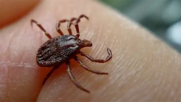 KENE İLAÇLARI ÜCRETSİZ UYGULANIYOR