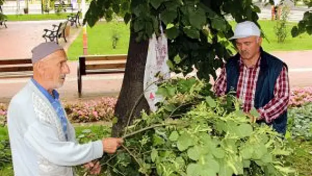 ALTINLA YARIŞAN IHLAMURUN FİYATINDA DÜŞÜŞ BEKLENİYOR