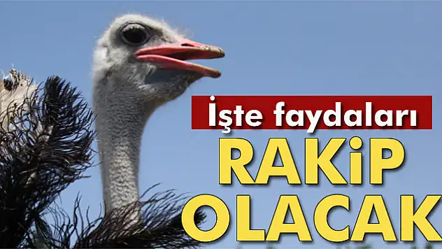 Deve kuşu eti, kırmızı ete rakip olacak