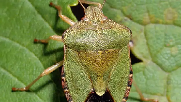 FINDIKTA 'YEŞİL KOKARCA' UYARISI
