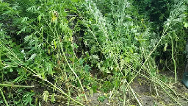 Samsun'da 2 Bin 685 Kök Kenevir Ele Geçirildi