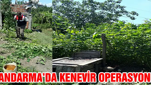  250 kök Hint keneviri ele geçirildi