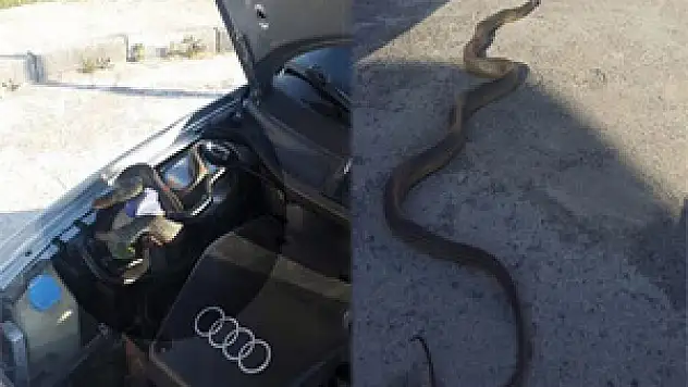 Otomobilin motor kısmından yaklaşık 3 metre yılan çıktı