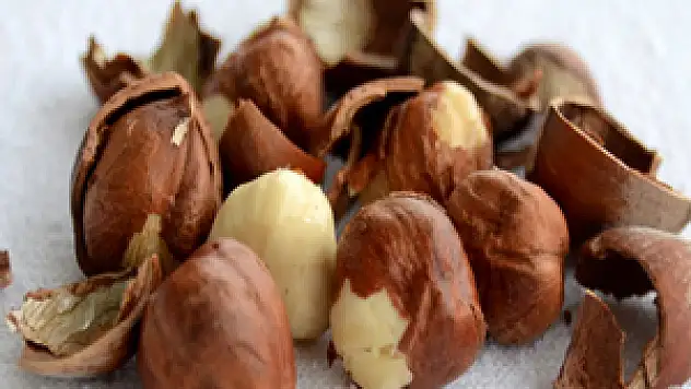 Bakan Çelik, 2016 yılı tahmini fındık rekoltesini açıkladı