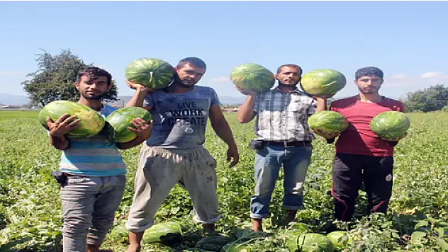 Adana karpuzunun bittiği dönemde çıkan Bafra karpuzu büyük rağbet görüyor