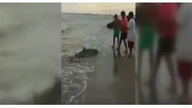 Oltaya köpekbalığı takıldı