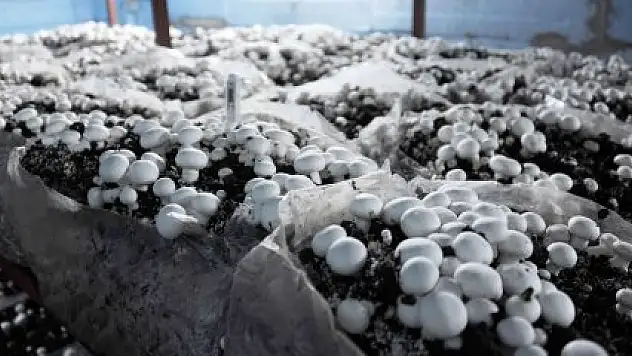 Büyükşehir mantar üreticisi yaptı