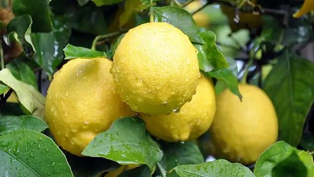 Limon suyunun inanılmaz faydaları