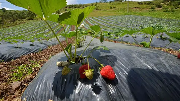 Büyükşehir'den çiftçilere ücretsiz üretim tesisi
