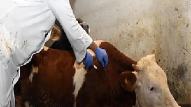 Samsun'da şap hastalığı kontrol altına alınınca hayvan pazarları açıldı