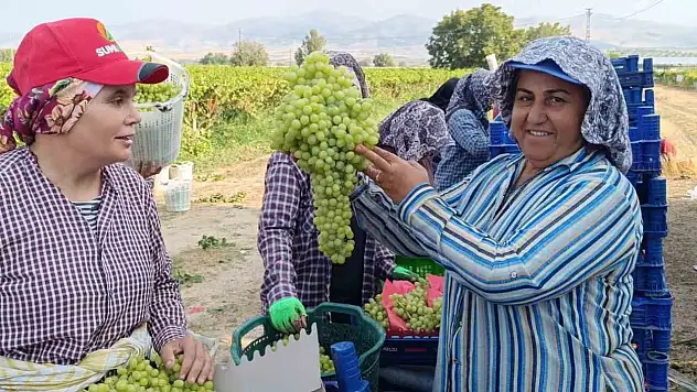 5,5 kiloluk üzüm salkımı