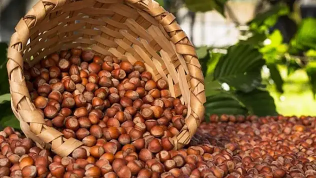 5 Kasım 2025 Samsun fındık fiyatları belli oldu