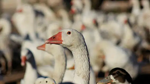 5 kazla başladı 850'ye çıkardı