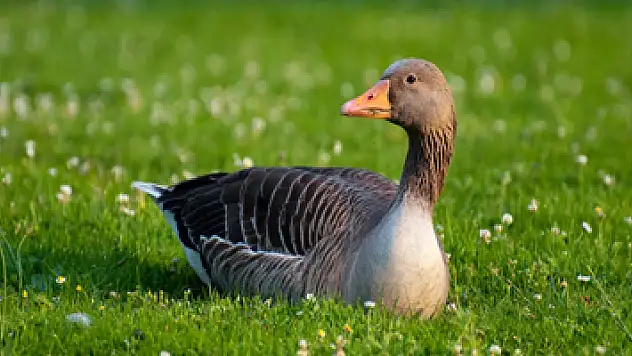 Kara av sezonu başlangıç-bitiş tarihleri belli oldu