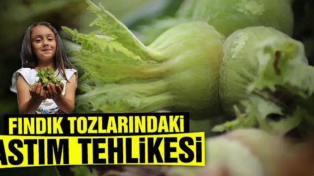 Fındık tozları astım atağına yol açıyor