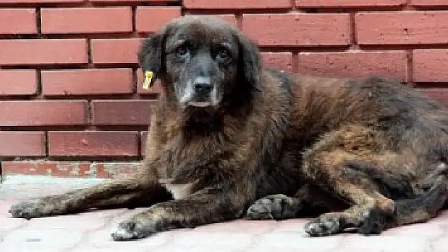 Bakımevlerinde hayvanlara özel denetim