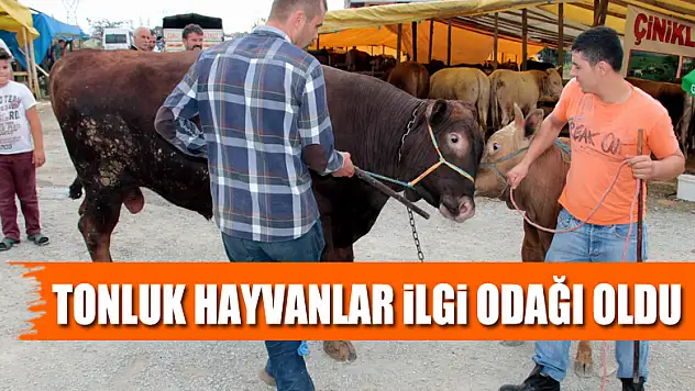 Tonluk hayvanlar vatandaşların ilgi odağı oldu