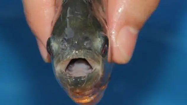 Piranalar insan eliyle göle bırakılmış