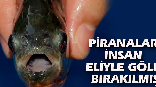 Piranalar insan eliyle göle bırakılmış