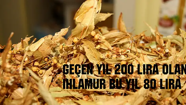 Geçen yıl 200 lira olan ıhlamur bu yıl 80 lira