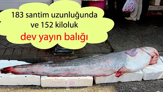 183 santim uzunluğunda ve 152 kiloluk dev yayın balığı