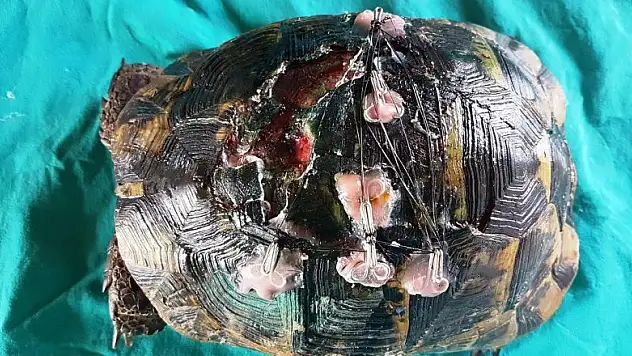 Yaralı kaplumbağaya estetik operasyon