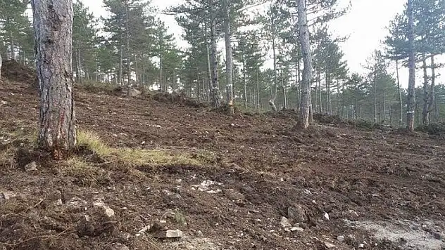 Vezirköprü'de ormanların genetik yapısı korunuyor 