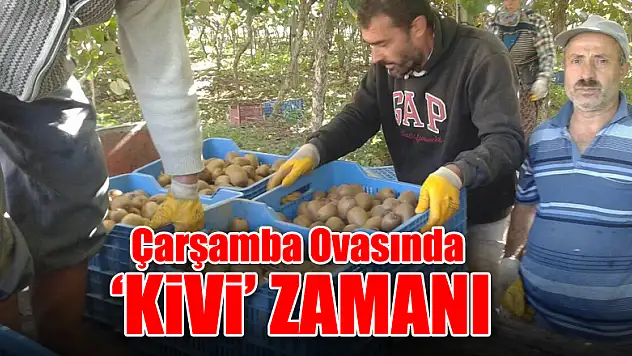 Çarşamba Ovası'nda 'Kivi' zamanı
