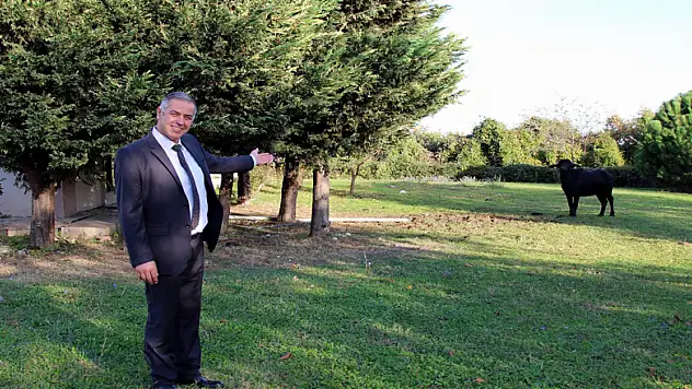 Çiftlikten kaçan manda, üniversitesi kampüsünü mesken tuttu