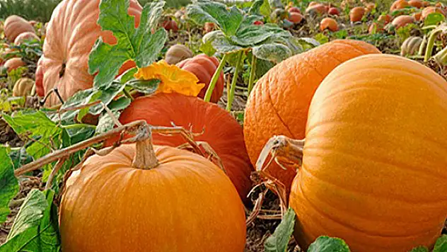 Kanser düşmanı 'bal kabağı'