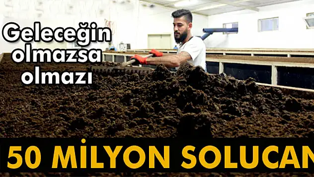 150 milyon solucanla, yılda 500 ton organik gübre üretiyor