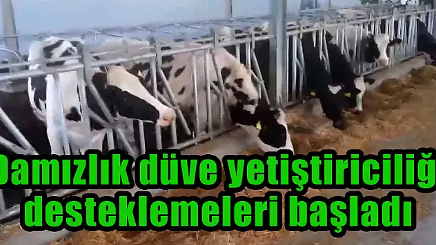 Damızlık düve yetiştiriciliği desteklemeleri başladı