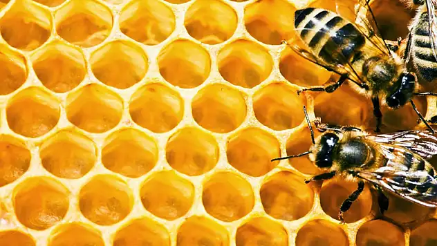 Arıcılara hibe desteği