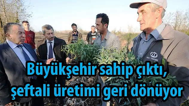 Büyükşehir sahip çıktı, şeftali üretimi geri dönüyor