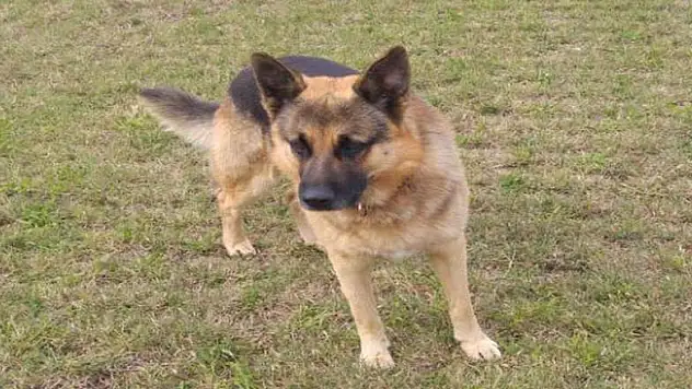 Hava ambulans servisinin bekçi köpeği kayboldu